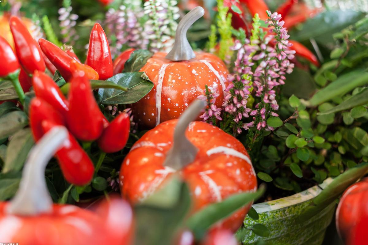 Autumn Palette: Pumpkin, Spice, and Everything Nice