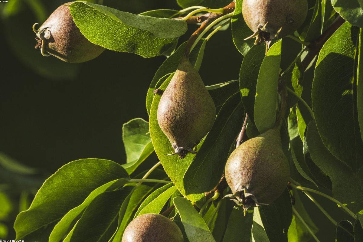 Guilt-Free Bliss: Low-Calorie Heavenly Treats